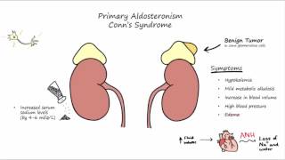 Aldosterone Mechanism of Action [upl. by Nsaj]