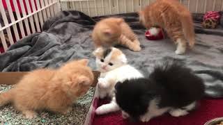 Scottish Fold Munchkin Kittens [upl. by Lemuela]