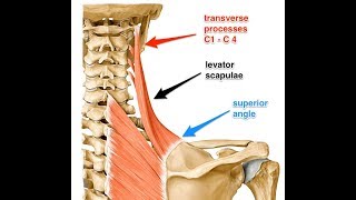 Levator scapulae exercise [upl. by Danieu]