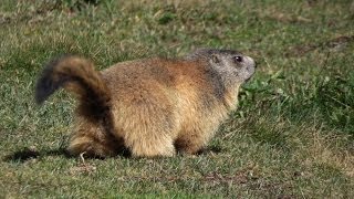 Les marmottes en dessous du lac de lEychauda [upl. by Lorrac]