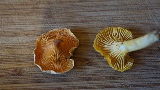 Chanterelle vs False Chanterelle [upl. by Lise980]