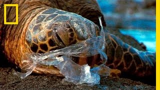 See How It Feels to Be an Ocean Animal Stuck in a Plastic Bag  National Geographic [upl. by Leehar156]