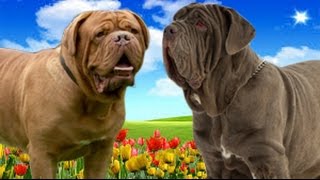 Dogue de Bordeaux VS Neapolitan Mastiff Highlights [upl. by Nason576]