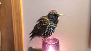 European Starling mimics words quotTalkingquot Starling [upl. by Crowley664]