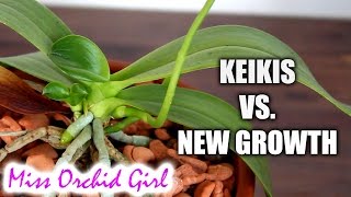 Orchid keiki Vs new growth [upl. by Vance]