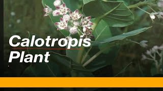 Calotropis plant explain according to NCERT [upl. by Ahsina]