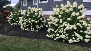 Plant Review Hydrangea paniculata Limelight [upl. by Kir120]