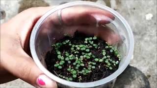 How To Germinate Strawberry Seeds  Germinating Strawberry Seeds At Home  Whimsy Crafter [upl. by Nilyram439]