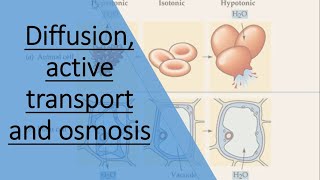 Diffusion active transport and osmosis [upl. by Auric894]