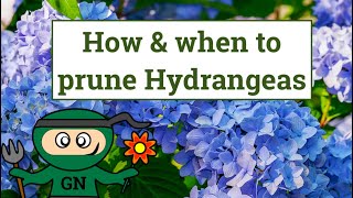 How and when to prune Hydrangeas [upl. by Nosecyrb]