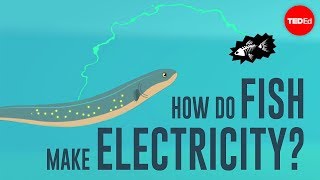 How do fish make electricity  Eleanor Nelsen [upl. by Candide]