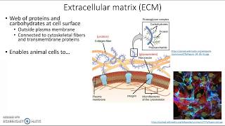 Extracellular matrix [upl. by Suiratnauq83]