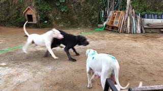 dogo argentino protege a la hembra de un cane corso [upl. by Muiram]