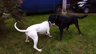 Cane Corso Vs Dogue Argentin [upl. by Leonanie]