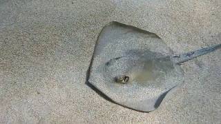 Facts The Common Stingray [upl. by Westmoreland461]