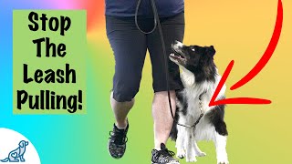 Loose Leash Walking Training  Professional Dog Training Tips [upl. by Ermine]