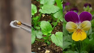 Planting flowers  How to grow Pansy from seeds  Growing pansies from seed [upl. by Bazar]