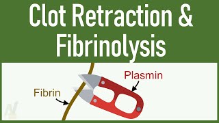 Clot Retraction amp Fibrinolysis [upl. by Aissyla]