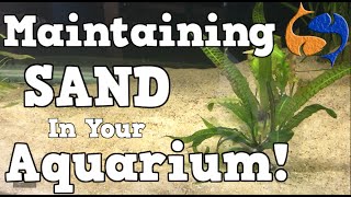 Maintaining A Sand Substrate In Your Aquarium KGTropicals [upl. by Balkin]