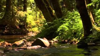 3 hour relaxing peaceful instrumental music by Tim Janis [upl. by Nnylirak839]