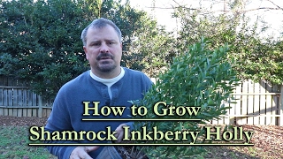 How to grow Shamrock Inkberry Holly Compact Growing Evergreen Shrub [upl. by Mead]