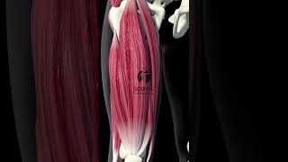 3D Quadriceps Muscles [upl. by Truk]