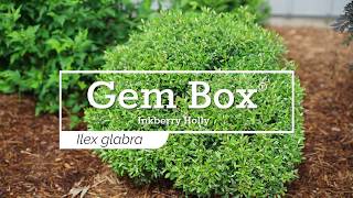 30 Seconds with Gem Box® Inkberry Holly [upl. by Ulrika]