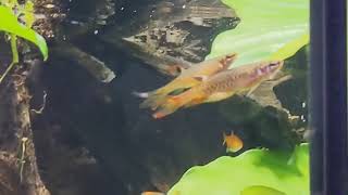 Copella arnoldi Splash tetra courtshipbreedingspawning  slow motion footage [upl. by Schwejda523]