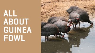 All About GUINEA FOWL [upl. by Kraus]