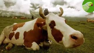 COW VIDEOS COWS GRAZING IN A FIELD COWS MOOING  Cow Video [upl. by Telocin]